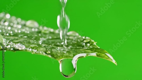 Raindrops on wet leaves with Thin stream of rain flowing effect ad_ready green screen stylized rain style featuring rain, water,