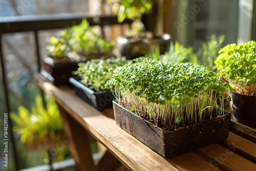 Fresh microgreens growing indoors in trays on a sunny windowsill