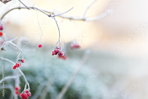 Frost covered branches with bright red berries on a viburnum. Viburnum opulus shrub in winter with bird berries. Peaceful and quiet winter landscape in the morning