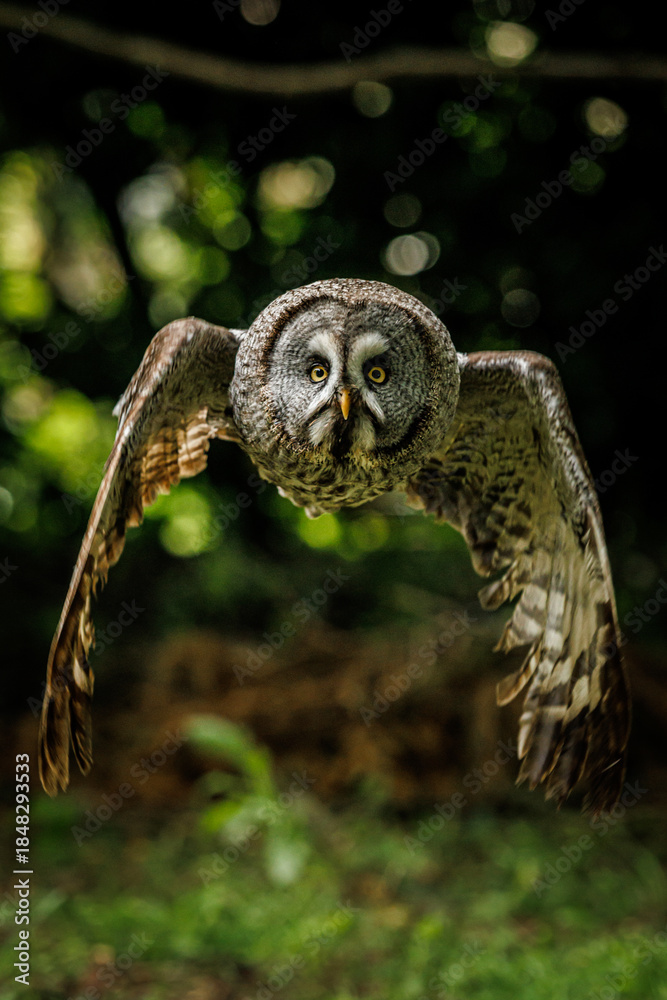 Fototapeta premium Birds of prey