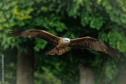 Birds of prey