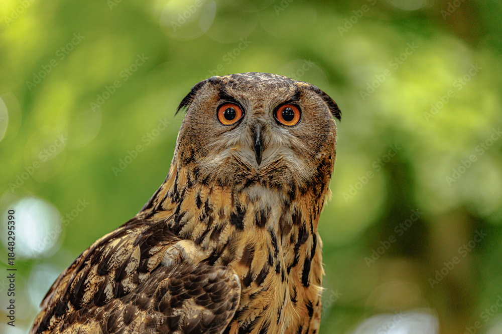 Obraz premium Birds of prey