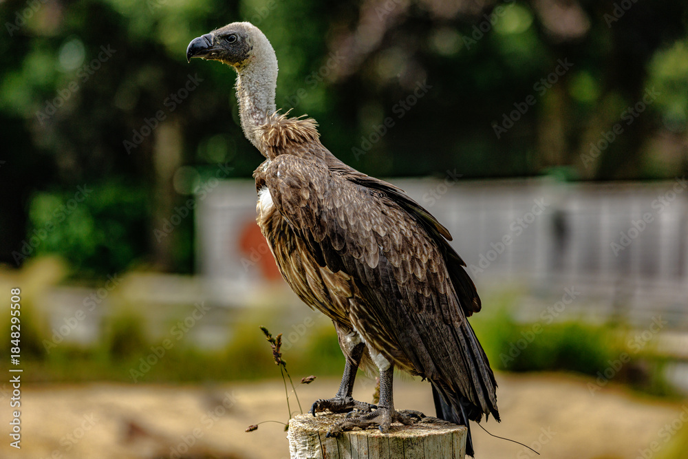 Fototapeta premium Birds of prey