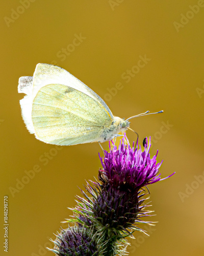 Large white butterfly feeding on a thistle flower.