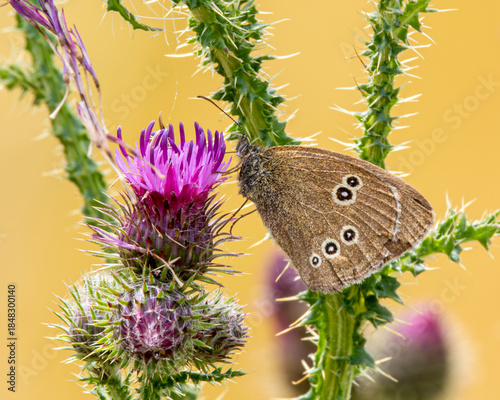 A ringlet butterfly at a thistle flower.