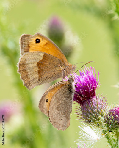 Meadow brown butterflies on a thistle flower.
