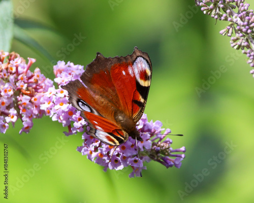 Close up image of a peacock butterfly on buddleia.