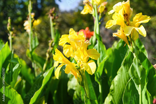 Closeup of bright yellow Canna flaccida flower with lush green leaves in sunlight, showing tropical beauty and vivid floral background with copy space.