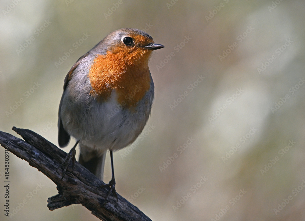 Fototapeta premium a beautiful robin perched 