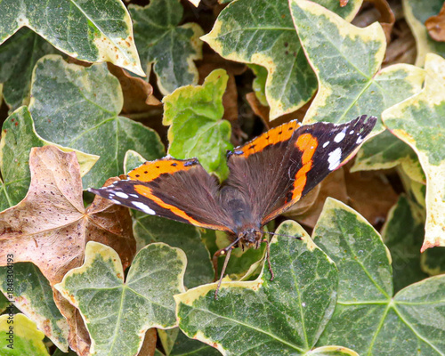 Red admiral butterfly against an ivy background.