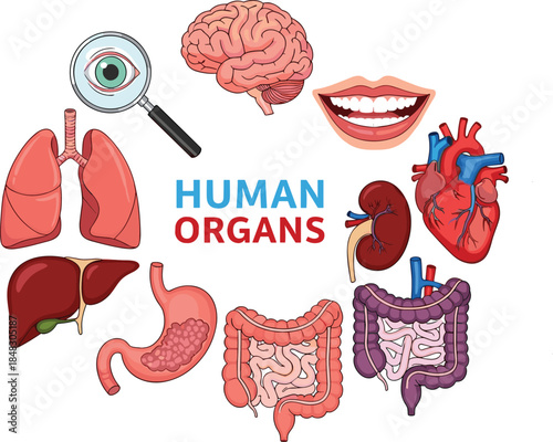 Vector diagram of essential human internal organs, including heart, brain, lungs, kidney, and digestive system, for anatomy education,