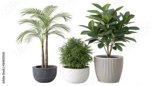 Three Potted Plants in Different Containers on a Wooden Floor indoor plants green leaves