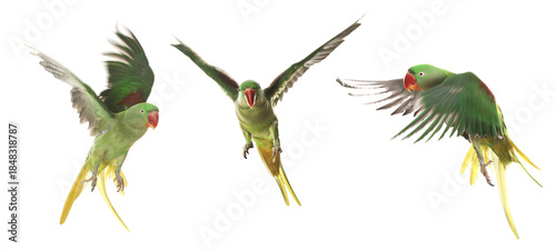 Foto Collection of bright parrot flying on white background