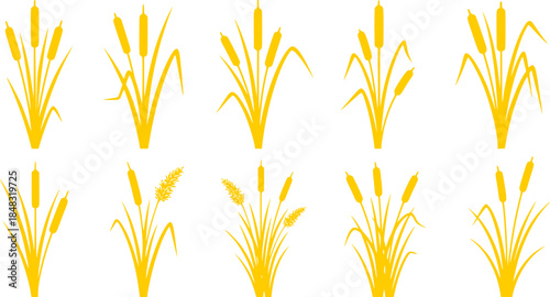 Cattail icon vector set. reeds illustration sign collection. swamp symbol. grass logo.
