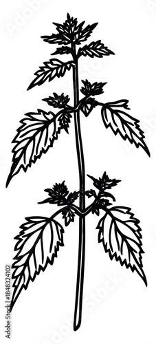 Black and white nettle plant outline sketch vector illustration