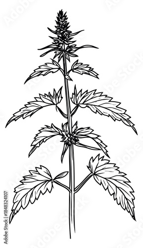 Simple nettle plant illustration black and white line art