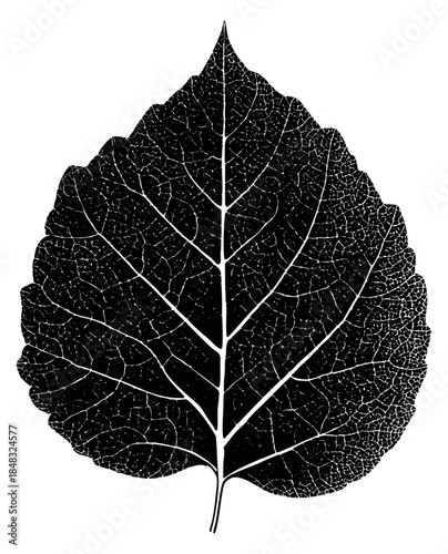 Black poplar leaf with detailed veins minimal flat vector