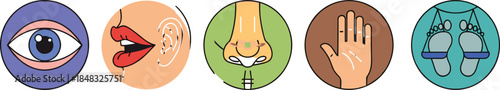 Human five senses icons representing sight, hearing, smell, touch, and taste in colorful circular vector illustration for education and science.