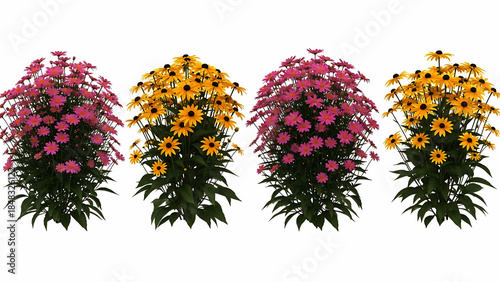Two bushes of pink and yellow daisy like flowers on white background image