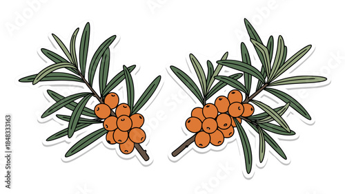 Two Branches of Orange Sea Buckthorn Berries with Green Leaves