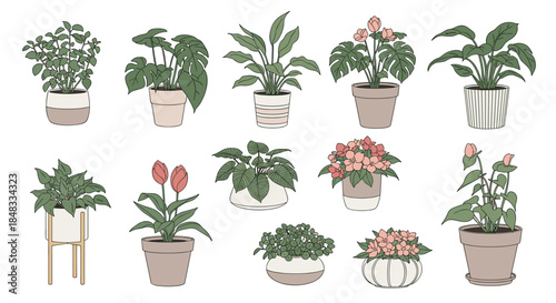 Collection of popular decorative houseplants in stylish pots and planters, featuring monstera, tulips, and other green foliage plants.