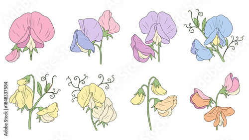 Colorful sweet pea flowers