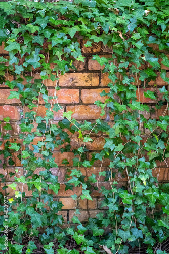 old brick wall with ivy in vertical format with some copy space