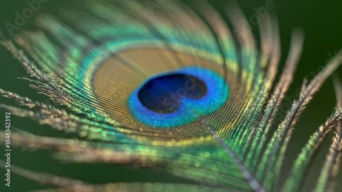 This stunning close-up footage captures the exquisite detail and vibrant iridescence of a beautiful feather. The intricate barbules shimmer with an array of magnificent colors, including deep blues, r