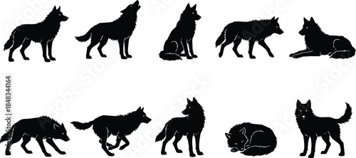 Wolf silhouette set showing wild animal in standing walking running sitting and resting poses, black vector wildlife figures isolated on white backgroundWolf silhouette set showing wild animal 
