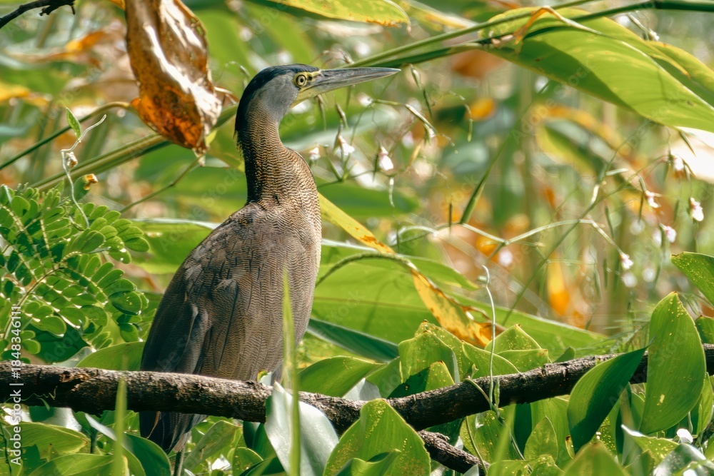 Obraz premium Elegant Bare-throated Tiger Heron looking alert while perched in a bright, leafy environment.