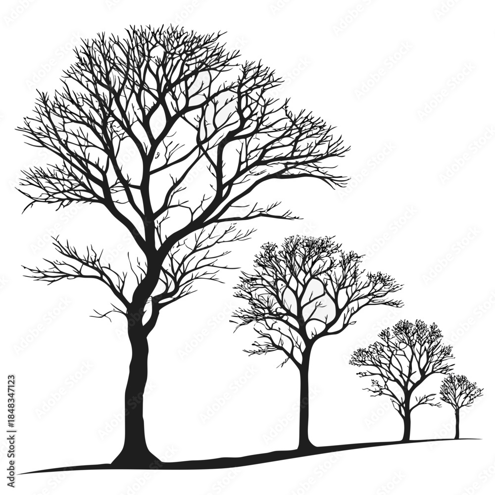Obraz premium Silhouettes of bare trees