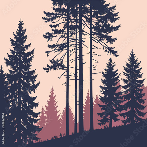 Silhouette of tall forest trees at sunset