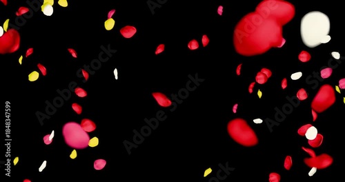 Colorful rose petals sway in the wind. Isolated on black background. 4K 3D rendering loop animation.