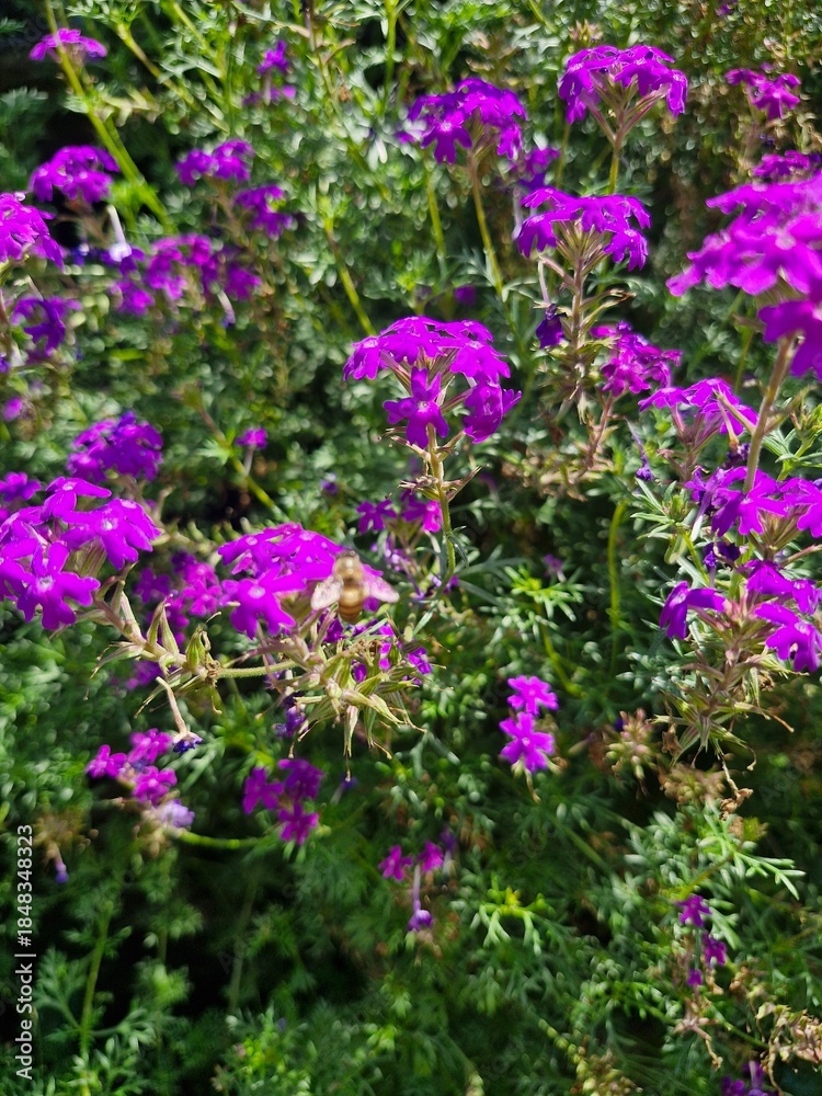 Obraz premium purple flowers in the garden