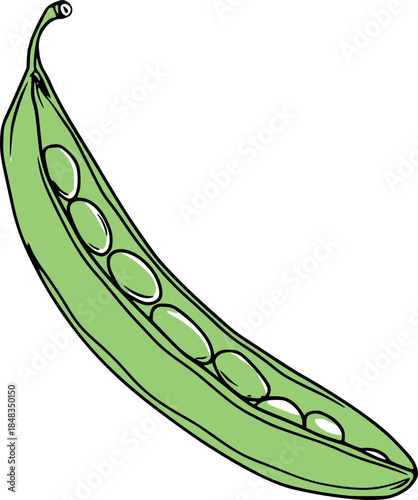 Hand drawn green pea pod illustration