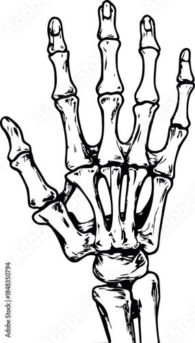 Hand drawn human hand skeleton illustration