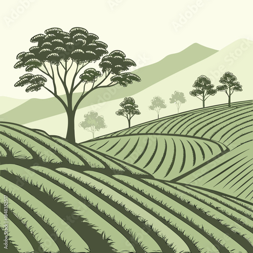 Lush green tea plantation