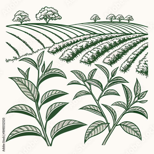 Illustration of tea plantations and leaves