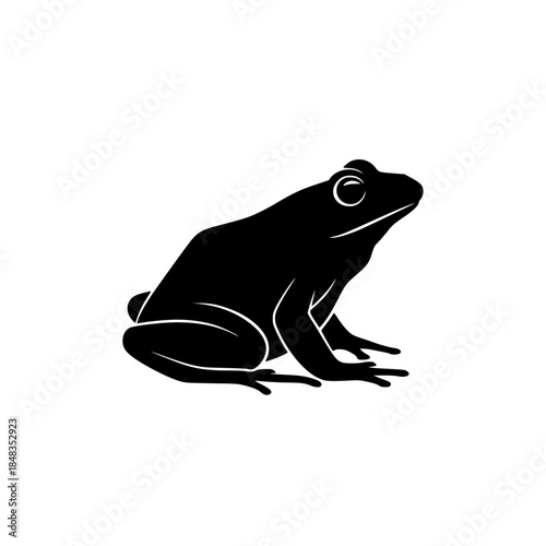 frog on a white background, frog isolated on white