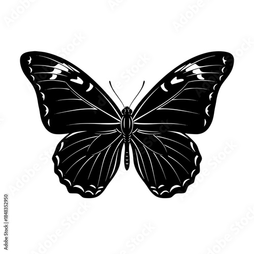 [butterfly vector illustration,butterfly isolated on white, butterfly on white background