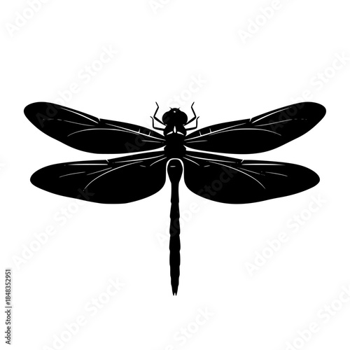 dragonfly vector illustration, dragonfly isolated on white, dragonfly on white background