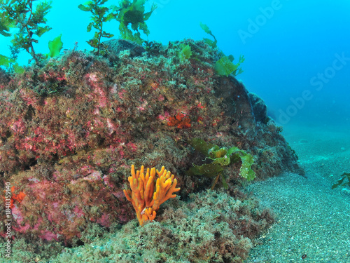 Rocky reef with bright orange finger sponge in temperate southern Pacific Ocean. Location: Leigh New Zealand