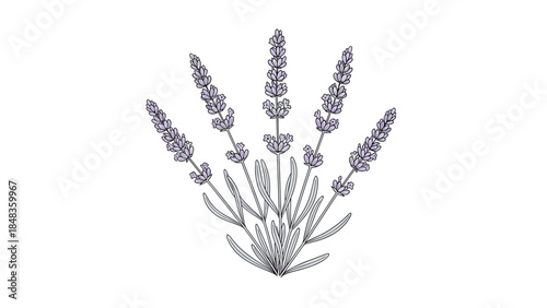 A beautiful hand-drawn illustration of a lavender plant with delicate purple flowers, isolated on a white background for projects.