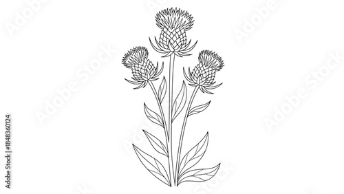 A botanical line art illustration of three thistle flowers with detailed leaves and stems, drawn in a clean outline sketch style.
