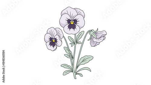 An elegant illustration of a purple pansy plant with three delicate blossoms and green leaves, isolated on a white background.