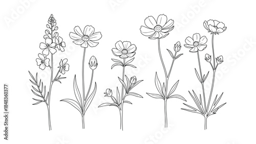 A charming set of five different wildflowers in a delicate black and white line art style, perfect for botanical illustrations.