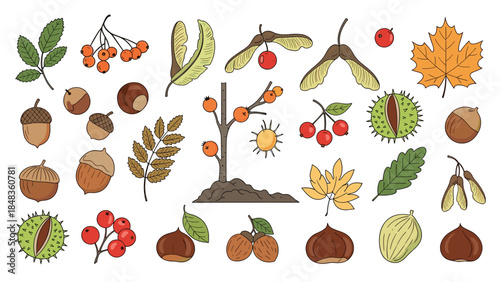 A large and detailed collection of hand-drawn autumn forest elements, including various leaves, nuts, berries, and seeds.