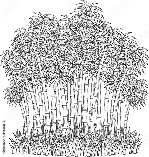 Detailed black and white line art illustration of a dense bamboo grove with lush leaves and grass.