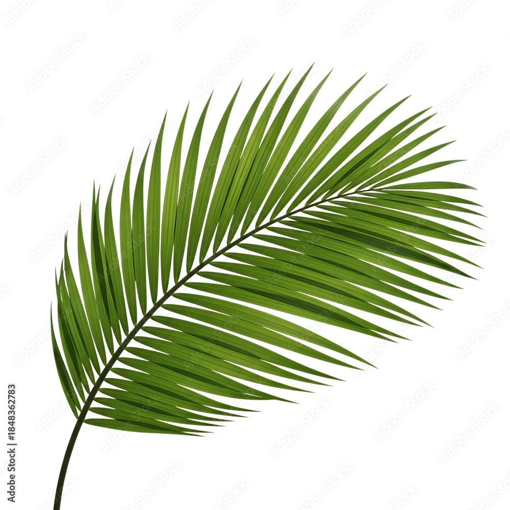 Obraz premium palm tree leaf