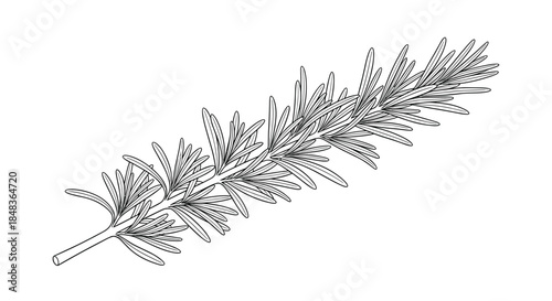 Detailed black and white line art illustration of a fresh rosemary sprig, a fragrant herb used in cooking and aromatherapy.